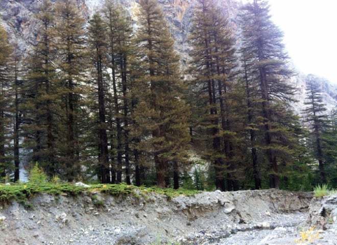 deodar plantation