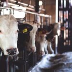 Expo-livestock 2023