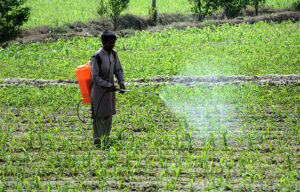 A farmer busy in spraying pesticides on the crop at his farm field.