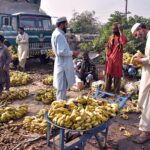 Vendors busy in sorting out bananas at Islamabad Fruit and Vegetable market.