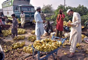 Vendors busy in sorting out bananas at Islamabad Fruit and Vegetable market.