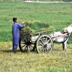 A farmer busy in loading green fodder on donkey cart at his field