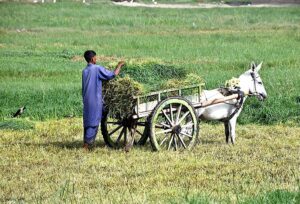 A farmer busy in loading green fodder on donkey cart at his field