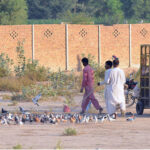 Pigeon fancier feeds their pigeons at a local ground to gear up for a season of rearing and high-stakes pigeon betting