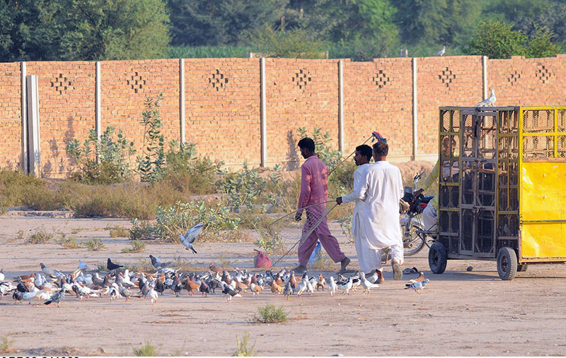 Pigeon fancier feeds their pigeons at a local ground to gear up for a season of rearing and high-stakes pigeon betting