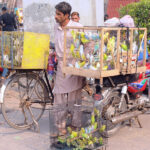 A vendor display birds to attract customers at Bird Market