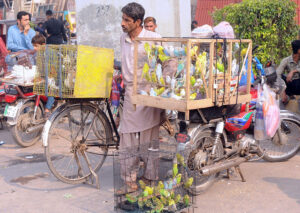 A vendor display birds to attract customers at Bird Market