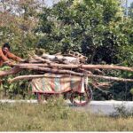 A man carrying wood on hand cart to be used as fuel for cooking purposes at Chak Shahzad neighbourhood in the Federal Capital