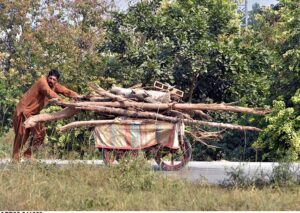  A man carrying wood on hand cart to be used as fuel for cooking purposes at Chak Shahzad neighbourhood in the Federal Capital