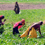 Farmer women collecting the turnips from their farm field