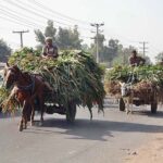 Farmers on the way loaded with green fodder for animals after cutting from the field