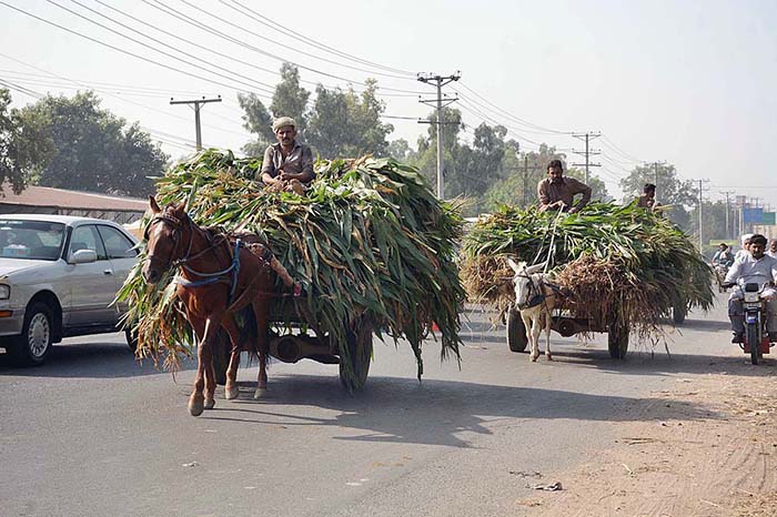 Farmers on the way loaded with green fodder for animals after cutting from the field