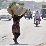 A woman crossing road while carrying huge bundle of grass on her head.