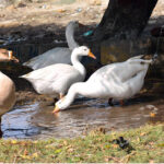 Ducks searching the food in the water on the green belt outside road
