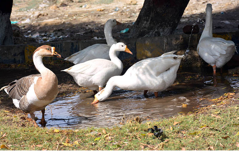 Ducks searching the food in the water on the green belt outside road