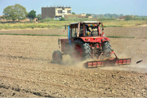 Farmer women collecting the turnips from their farm field