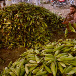 A vendor selling fresh corn cobs at Vegetable Market.