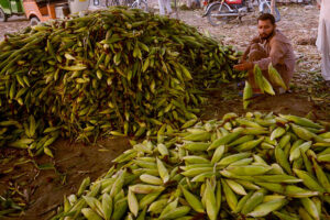 A vendor selling fresh corn cobs at Vegetable Market.
