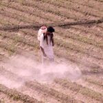 Farmer busy spraying pesticides on the crop to protect them from insects at his field