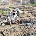 Nursery worker sowing seeds for seasonal flowers in pots at local nursery.