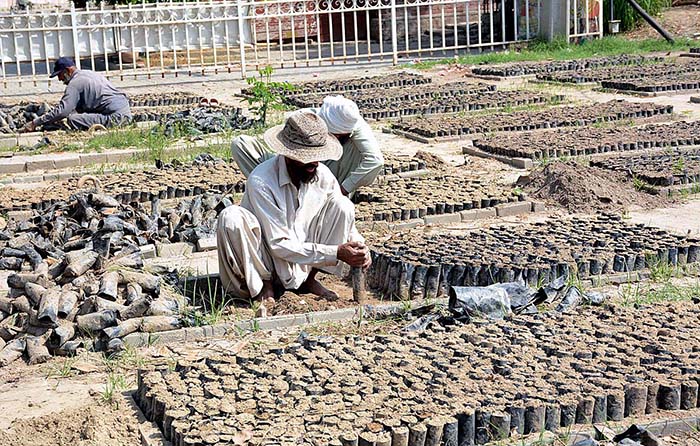 Nursery worker sowing seeds for seasonal flowers in pots at local nursery.