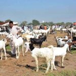Vendors displaying animals to attract the customers at Animal Market, Samundri Road.