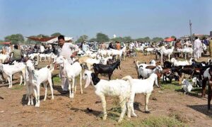  Vendors displaying animals to attract the customers at Animal Market, Samundri Road.