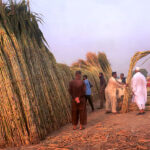 Farmers busy making bundles of sugarcane to deliver the market in their farm field.