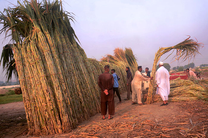 Farmers busy making bundles of sugarcane to deliver the market in their farm field.