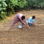Farmers busy in planting garlic at their field