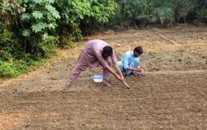 Farmers busy in planting garlic at their field