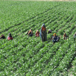 Farmer women cutting the spinach on their field area at bypass.