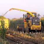 Farmers harvesting corn plants through a harvester machine in their fields to be used as fodder for their animals.