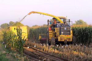 Farmers harvesting corn plants through a harvester machine in their fields to be used as fodder for their animals. 