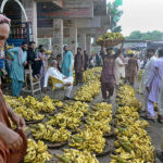 Traders displaying bananas during the auction as shopkeepers participate in the bidding of bananas at the Fruit Market.