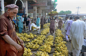 Traders displaying bananas during the auction as shopkeepers participate in the bidding of bananas at the Fruit Market.