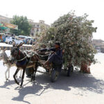 Donkey cart holder on the way loaded with tree branches at jail road.
