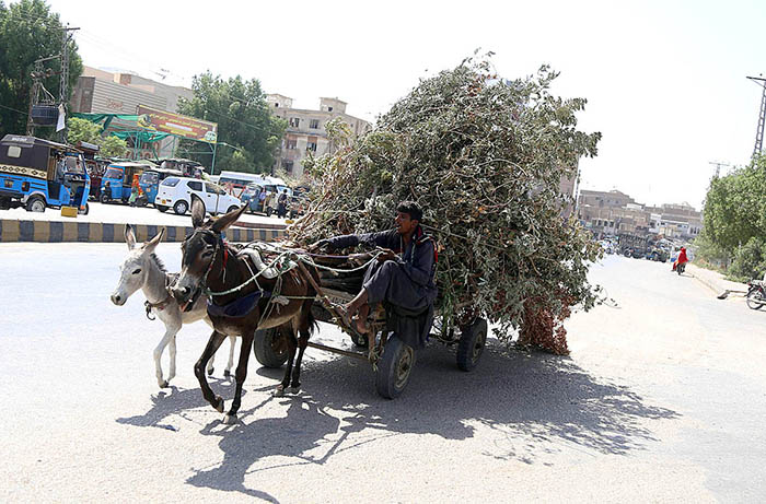 Donkey cart holder on the way loaded with tree branches at jail road.