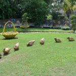 A view of Replicas of geese installed in Jinnah Garden by Parks & Horticulture Authority (PHA)
