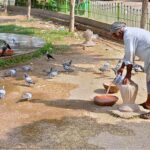 A person filling the pot with water for a flock of pigeons at a roadside