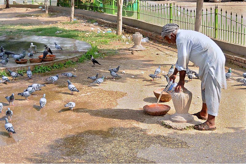 A person filling the pot with water for a flock of pigeons at a roadside