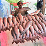 A vendor displaying fish to attract the customers at Qasimabad.