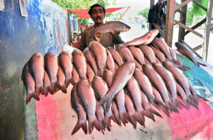 A vendor displaying fish to attract the customers at Qasimabad. 