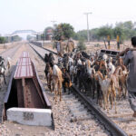 A shepard with their herd of goats walking between the rail track near the railway station