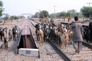 A shepard with their herd of goats walking between the rail track near the railway station