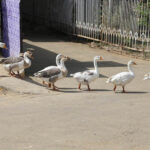 Ducks are going in a row at Rani bagh