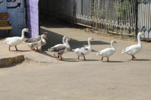 Ducks are going in a row at Rani bagh