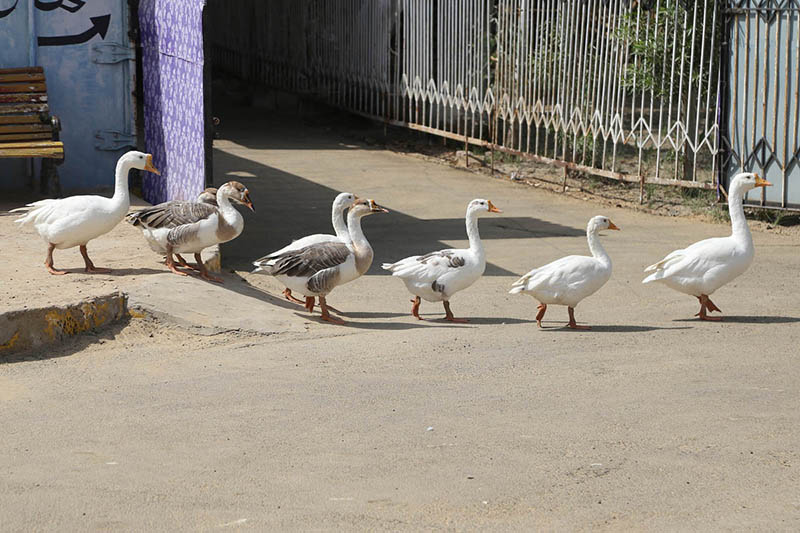 Ducks are going in a row at Rani bagh