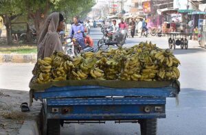 Woman vendor selling Banana to attract customers at roadside setup. 