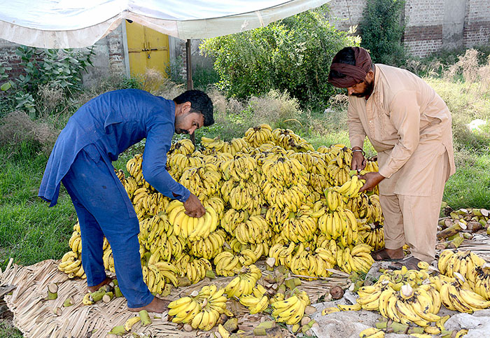 Vendors arranging and displaying bananas to attract customers at his road side setup.